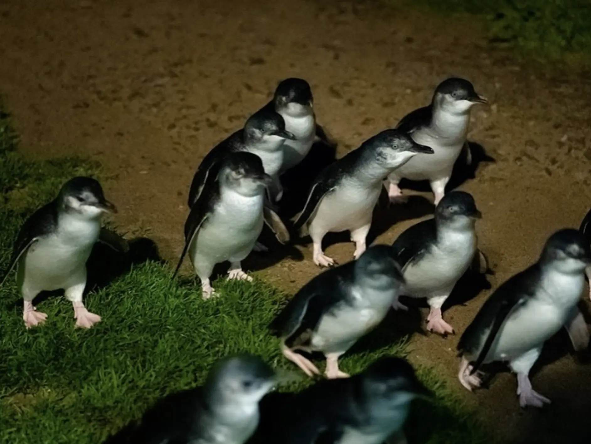 Phillip Island penguin parade tour from Melbourne